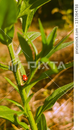 Red Seven-Spot Ladybird Beetle Crawling on a Vibrant Green Plant Stem in a Sunlit Garden During Summer Golden Hour Sunlight Red Seven-Spot Ladybird Beetle Crawling on a Vibrant Green Plant Stem in a Sunlit Garden During Summer Golden Hour Sunlight 135364788