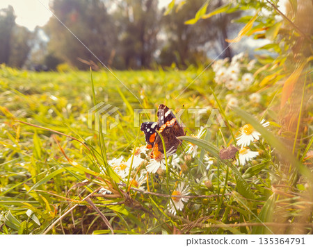 Butterfly Resting on White Daisies in a Sunlit Meadow 135364791