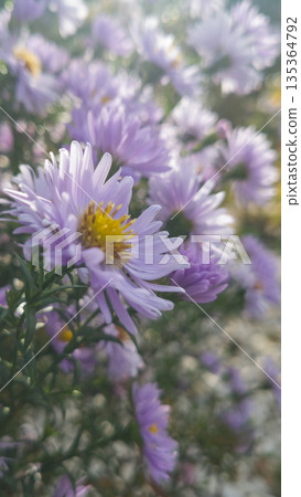Saturated Purple Asters Blooming in an Autumn Domestic Garden Saturated Purple Asters Blooming in an Autumn Domestic Garden 135364792