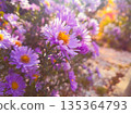 Sunlit Purple Aster Garden With White Butterfly Among Vibrant Flowers On A Summer Morning 135364793