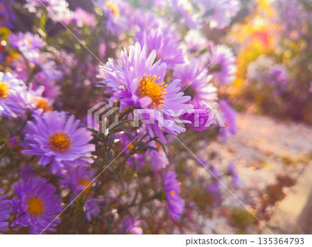 Sunlit Purple Aster Garden With White Butterfly Among Vibrant Flowers On A Summer Morning 135364793