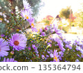 Sunlit Purple Aster Garden With White Butterfly Among Vibrant Flowers On A Summer Morning 135364794