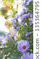 Close-up of Purple New York Aster Flowers in Autumn Sunlight 135364795