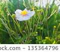White Poppy Flower Among Green Stems and Buds in a Bright Sunny Garden 135364796