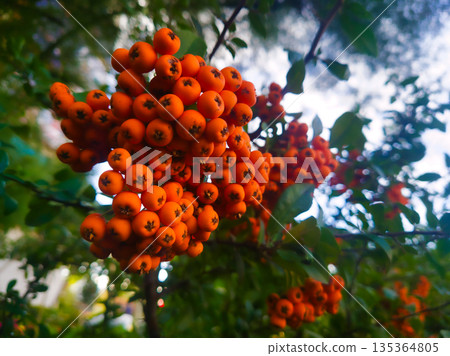 Close-Up of Ripe Orange Firethorn Berries on a Pyracantha Shrub Close-Up of Ripe Orange Firethorn Berries on a Pyracantha Shrub 135364805