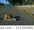 Roman Snail (Helix pomatia) Crawling on Urban Asphalt Path 135364806