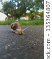 Burgundy Snail Crossing Road with Long Shadow in Sunlight 135364807