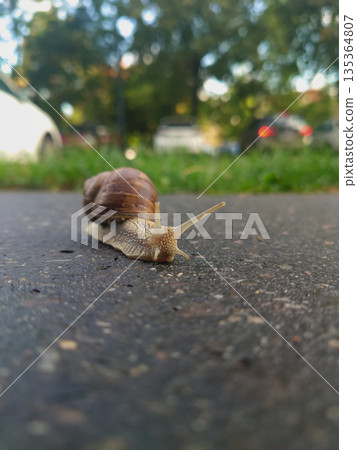 Burgundy Snail Crossing Road with Long Shadow in Sunlight Burgundy Snail Crossing Road with Long Shadow in Sunlight 135364807
