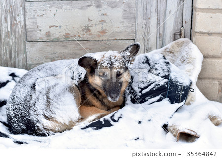 A dog covered in snow. 135364842