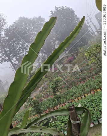 Close-up of a cactus stem with thorns in a foggy garden setting during daytime 135365999