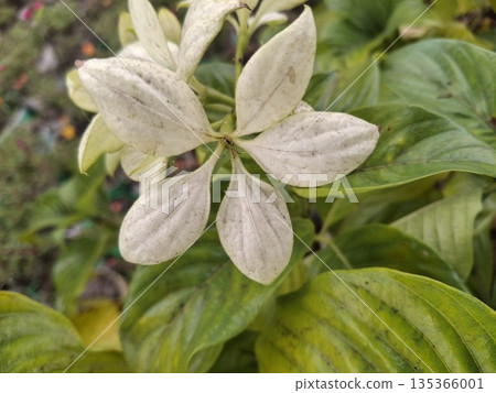 Close-up of a pale, cream-white leaf cluster on a green shrub 135366001