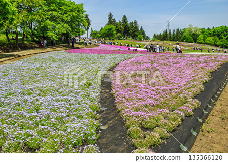 秩父市、羊山公園、武甲山山麓、春天的芝櫻之丘 秩父市、羊山公園、武甲山山麓、春天的芝櫻之丘 135366120