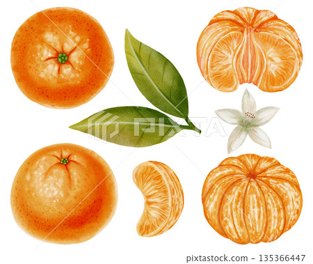A set of tangerines, leaves, flowers, slices, and zest. Watercolor illustration of mandarins. Citrus fruits. Perfect for New Year design, packaging, menus, branding, and food packaging 135366447