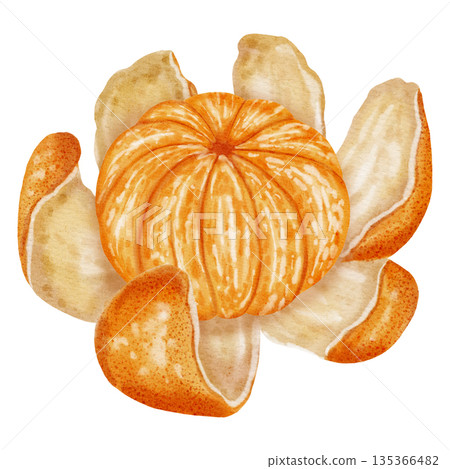 Composition of tangerines. Watercolor illustration of peeled and unpeeled mandarins with zest. Citrus fruit. Perfect for New Year designs, packaging, menus, branding, and food design 135366482