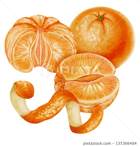 Composition of tangerines. Watercolor illustration of peeled and unpeeled mandarins with zest. Citrus fruit. Perfect for New Year designs, packaging, menus, branding, and food design Composition of tangerines. Watercolor illustration of peeled and unpeeled mandarins with zest. Citrus fruit. Perfect for New Year designs, packaging, menus, branding, and food design 135366484