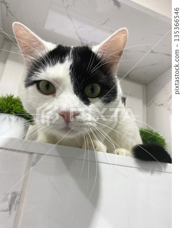 Intense gaze of a black and white cat 135366546