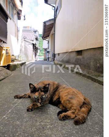 "Toya" and the Sabineko cat from Sakizu (Amakusa City, Kumamoto Prefecture) "Toya" and the Sabineko cat from Sakizu (Amakusa City, Kumamoto Prefecture) 135366997
