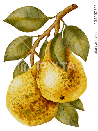 Hand-painted watercolor illustration of a cluster of ripe yellow pears hanging from a leafy branch. Ideal for food packaging, textile, cards, labels, and autumn decor Hand-painted watercolor illustration of a cluster of ripe yellow pears hanging from a leafy branch. Ideal for food packaging, textile, cards, labels, and autumn decor 135367262