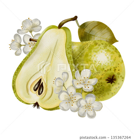 Hand painted watercolor composition featuring green pears adorned with white flowers and leaves. Perfect for elegant packaging, textiles, cards, and labels. Hand painted watercolor composition featuring green pears adorned with white flowers and leaves. Perfect for elegant packaging, textiles, cards, and labels. 135367264