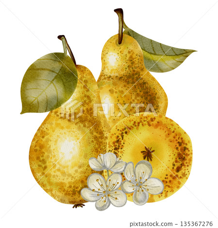 A hand-drawn watercolor illustration of whole yellow pears next to a slice. The pear contains seeds. Perfect for food packaging, menu design, kitchen decor, and recipe cards. 135367276