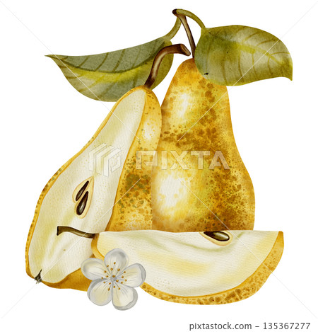 A hand-painted watercolor composition featuring yellow pears adorned with white flowers and leaves. Perfect for elegant packaging, textiles, cards, and labels. 135367277
