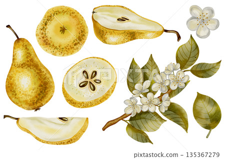 Hand drawn watercolor set with pears, white flowers, branches, and foliage. Ideal as a decorative element for logos, product labels, food packaging, textile prints, and organic branding. 135367279