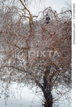 Majestic frozen trees blanketed in deep snow. Pristine winter park landscape. Majestic frozen trees blanketed in deep snow. Pristine winter park landscape. 135368466