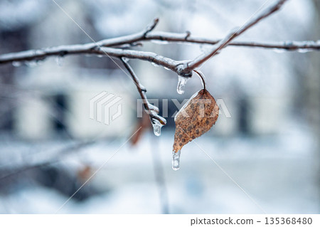 Close-up of icy tree branches covered in fresh snow. Frozen leaves branch in winter. 135368480