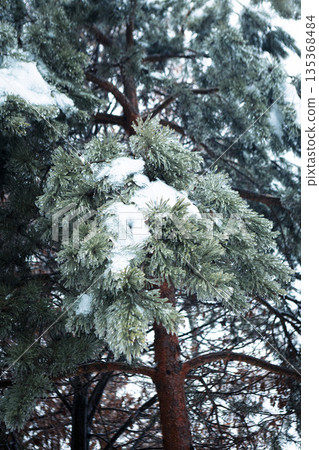 Close-up of icy pine needles covered in fresh snow. Frozen coniferous branch in winter. Close-up of icy pine needles covered in fresh snow. Frozen coniferous branch in winter. 135368484