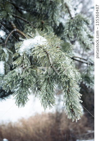 Frozen pine branch with crystal ice and snow. Serene winter nature close-up. 135368487