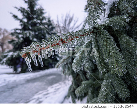 Detailed view of spruce needles covered in rime ice and snow. Winter wonderland. Detailed view of spruce needles covered in rime ice and snow. Winter wonderland. 135368544