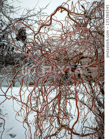 Frozen trees with twisted, icy branches covered in snow. Winter landscape of a park. Frozen trees with twisted, icy branches covered in snow. Winter landscape of a park. 135368545