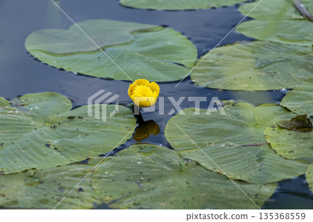 Yellow water lilies bloom quietly on the calm river surface Yellow water lilies bloom quietly on the calm river surface 135368559