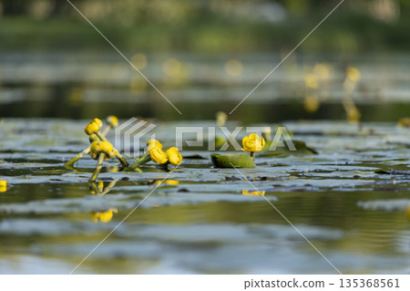 Water lilies cover the river with soft yellow color. Water lilies cover the river with soft yellow color. 135368561