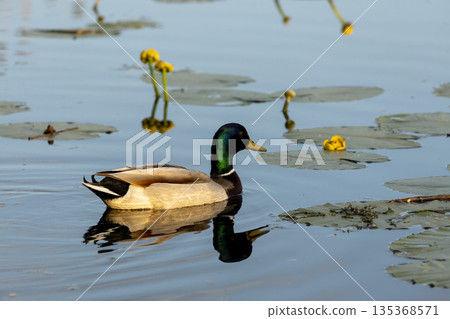 Yellow water lilies bloom on the calm river while ducks float gently between green leaves. Yellow water lilies bloom on the calm river while ducks float gently between green leaves. 135368571