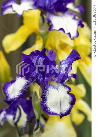 Blooming purple iris close-up. Natural background. Blooming purple iris close-up. Natural background. 135368577