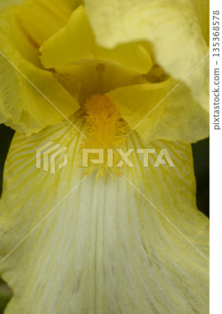 Blooming yellow iris close-up. Natural background. Blooming yellow iris close-up. Natural background. 135368578