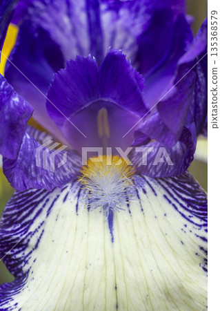 Blooming purple iris close-up. Natural background. 135368579