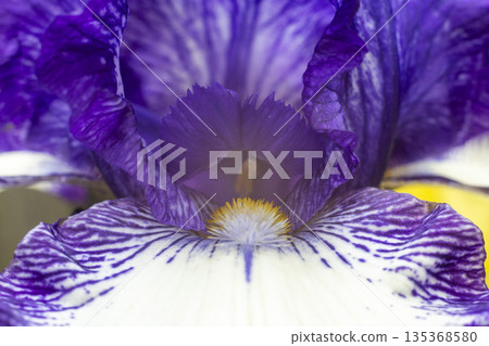 Blooming purple iris close-up. Natural background. 135368580