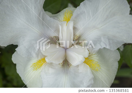 Blooming white iris close-up. Natural background. 135368581