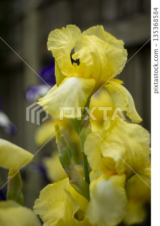 Blooming yellow iris close-up. Natural background. 135368584