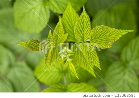 delicate green raspberry leaves in spring 135368585
