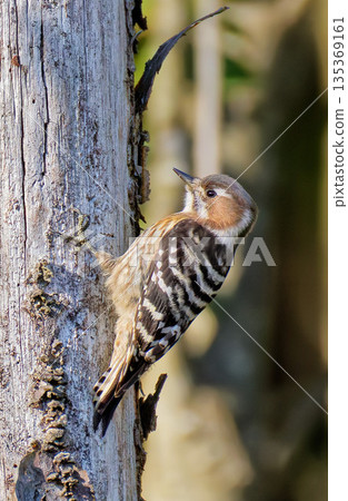 冬季森林中的日本侏啄木鳥，垂直位置 135369161