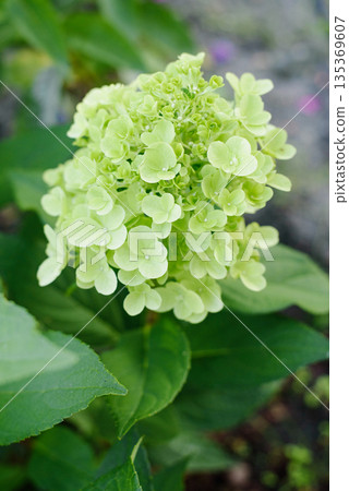 Bonfaire Hydrangea Panicles With Soft White Buds Outdoors Bonfaire Hydrangea Panicles With Soft White Buds Outdoors 135369607