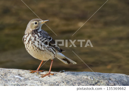 A pipit standing on a rock by the river 135369662