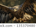 Close up of a majestic eagle soaring through the air with its powerful wings fully extended, showcasing its impressive wingspan and focused gaze 135370480
