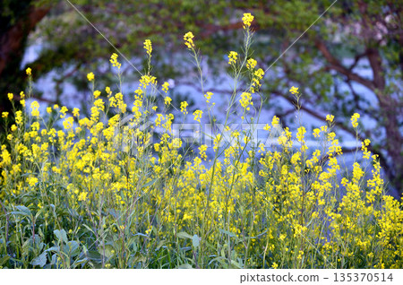 Akigase Park 135370514