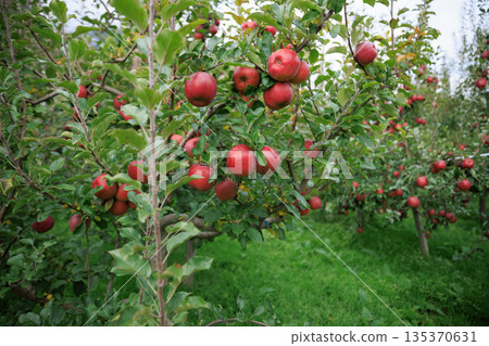 Red apples grow on tree in morning sunshine 135370631