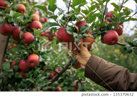 Hand picking apple in garden 135370632