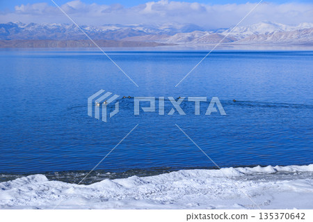 Ruddy Shell Ducks swimming and fishing on the lake in Tibet, China Ruddy Shell Ducks swimming and fishing on the lake in Tibet, China 135370642